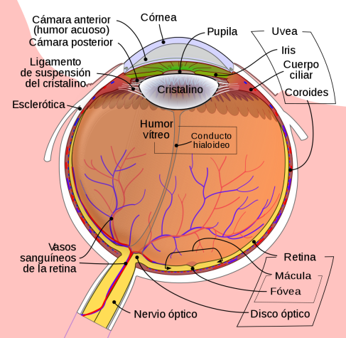 Evite estos cuatro peligros al utilizar los lentes de contacto sin  prescripción - American Academy of Ophthalmology